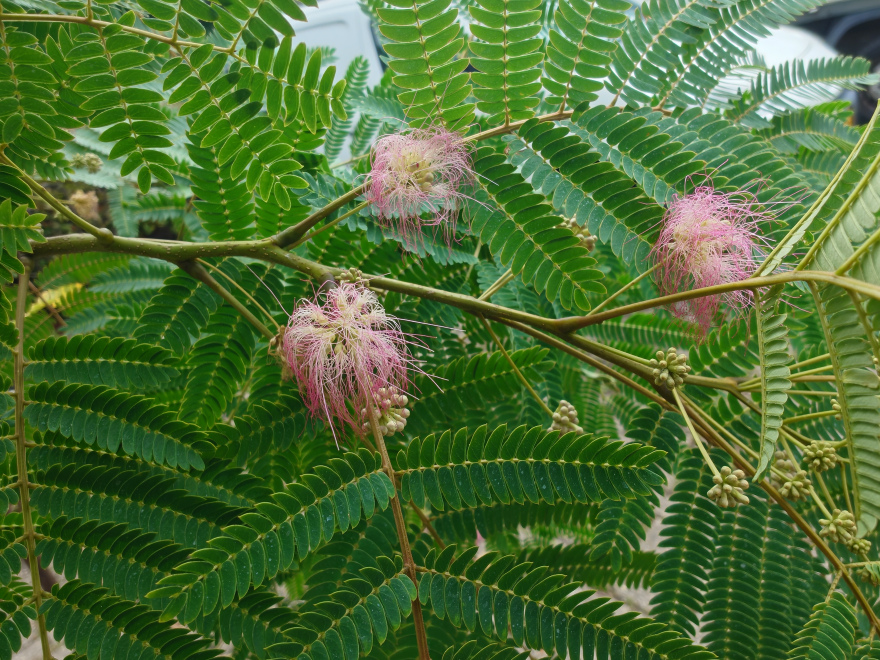 Albizia julibrissin 'Boubri' (Ombrella®) Perzische Slaapboom