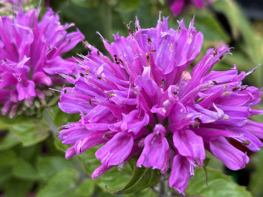 Monarda 'Baby Spice' Roze-paarse Bergamotplant