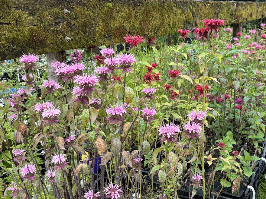 Monarda 'Beauty of Cobham' Bergamotplant