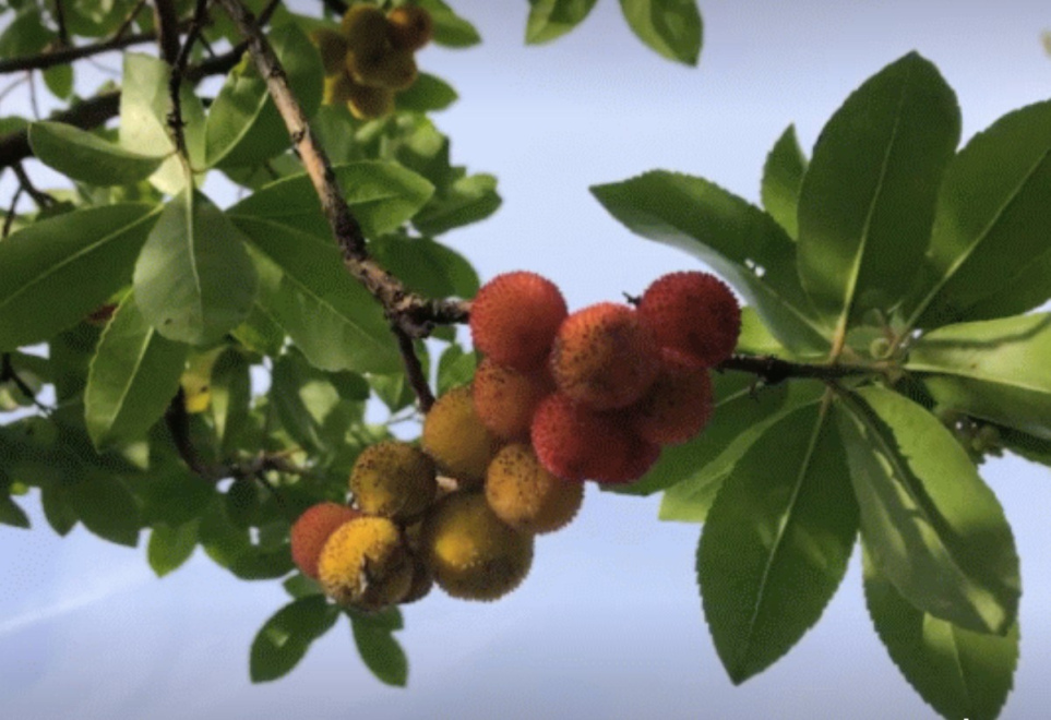 Arbutus unedo Aardbeienboom