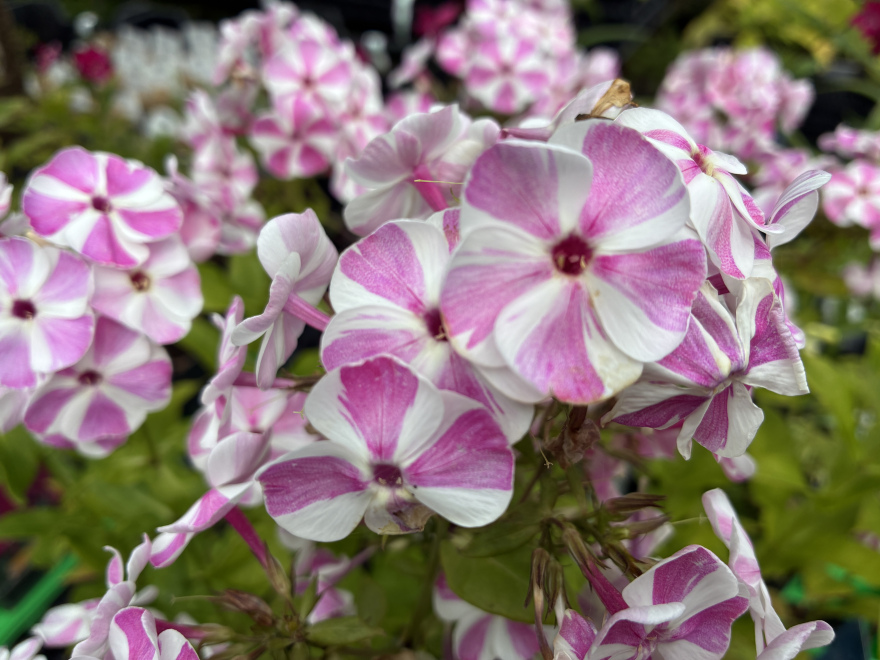 Phlox paniculata Bambini® Candy Crush 