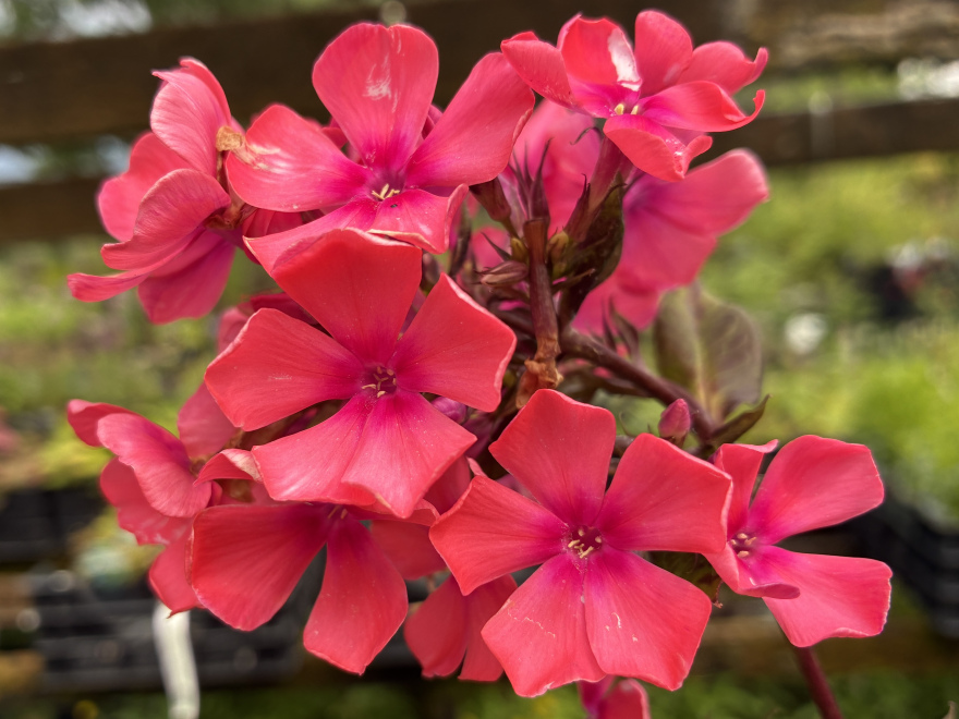 Phlox 'Spitfire'  Vlambloem