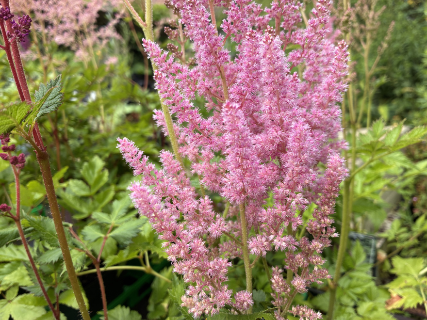 Astilbe chinensis 'Visions in Pink' ® Roze Bloemspiraea