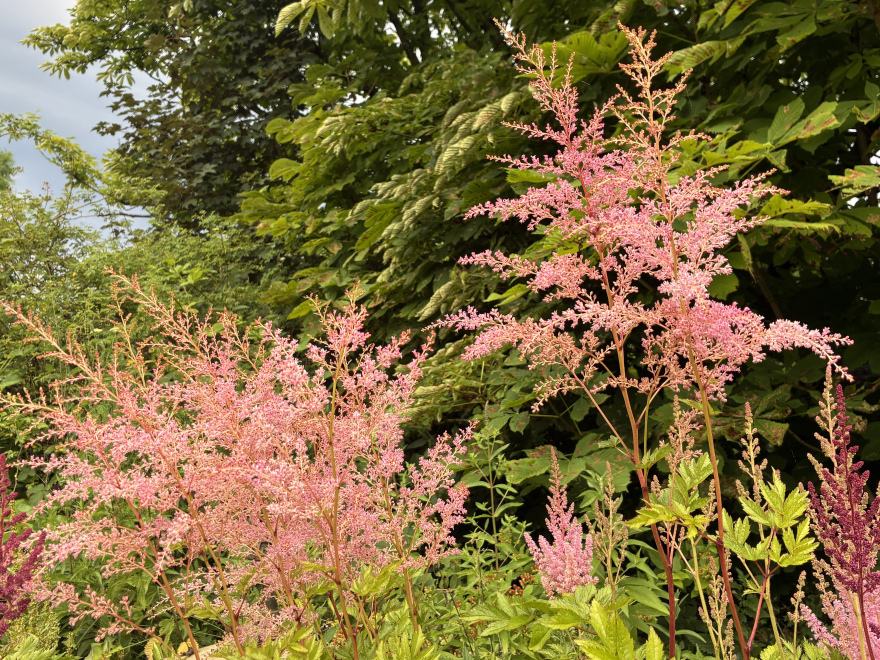 Astilbe 'Flamingo' Roze Spirea