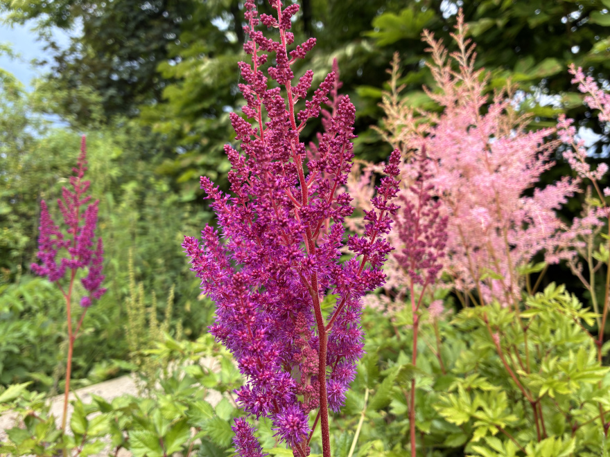 Astilbe chinensis 'Visions in Red' ® 