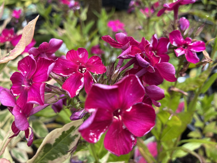 Phlox paniculata Bambini® 'Cherry Crush' 