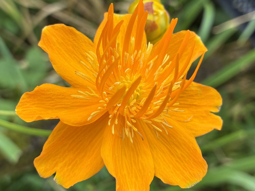 Trollius chinensis ‘Golden Queen’ 
