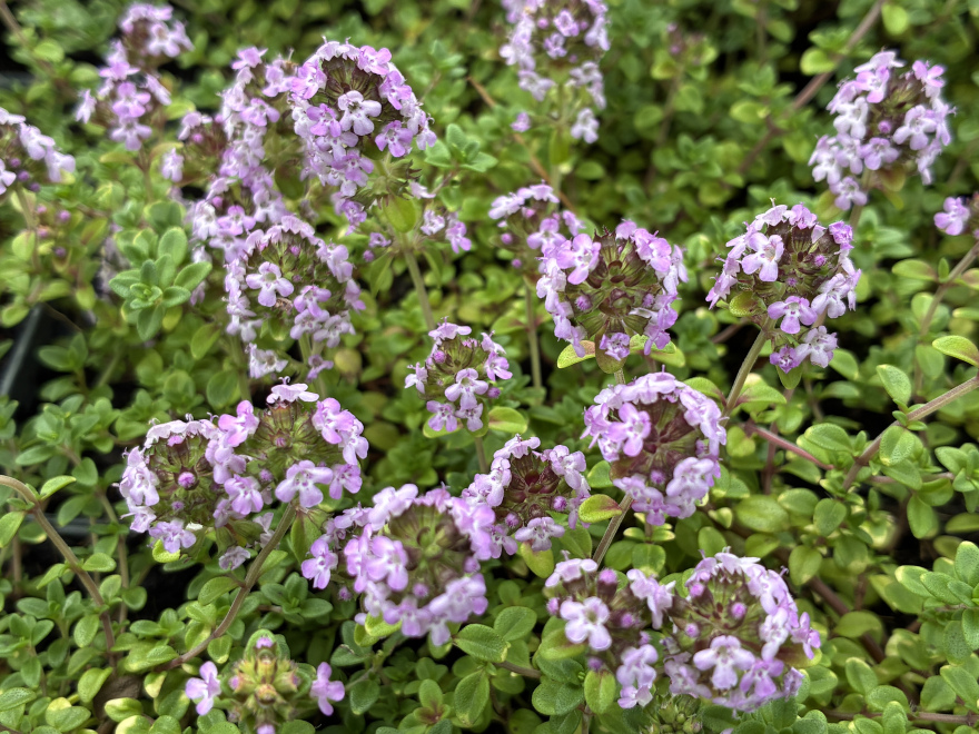 Thymus x citriodorus 'Doone Valley' Tijm