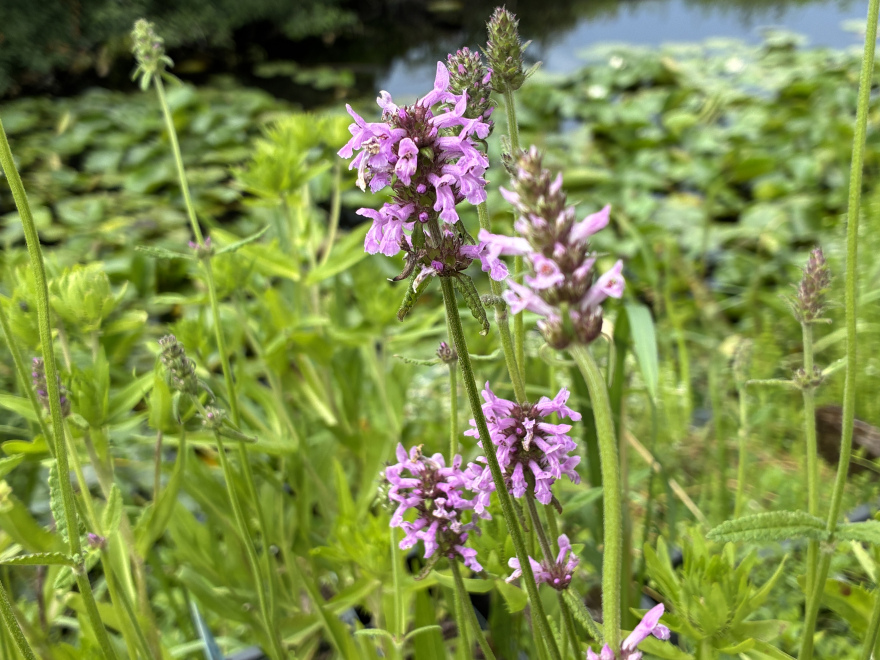 Stachys officinalis Koortskruid