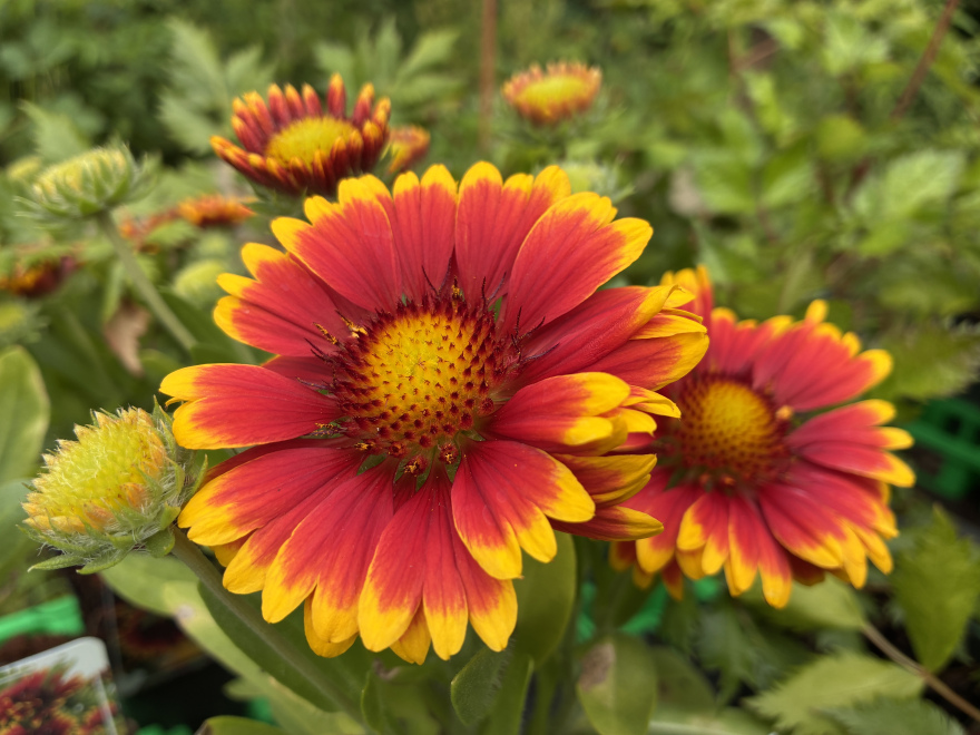 Gaillardia 'Spintop Orange Halo' 
