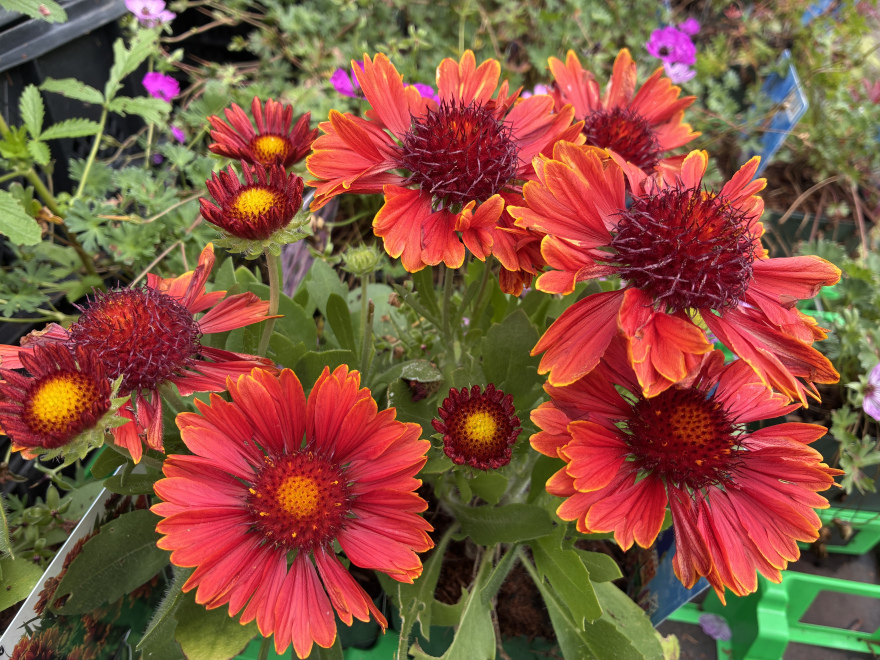 Gaillardia 'Spintop Yellow Touch' Rood-oranje-gele Kokardebloem