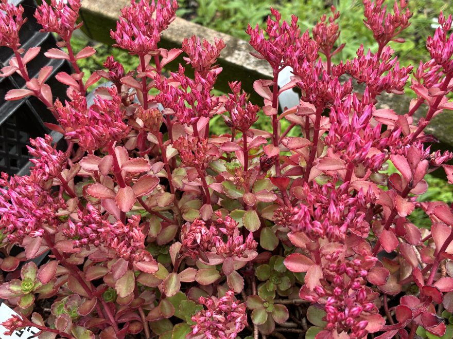 Sedum spurium 'Fuldaglut' Vetkruid