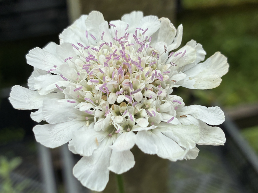 Scabiosa columbaria 'Kudo White' 