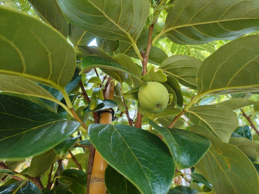 Diospyros kaki 'Rojo Brilliante' Zelfbestuivende Kakiboom, Sharonfruit