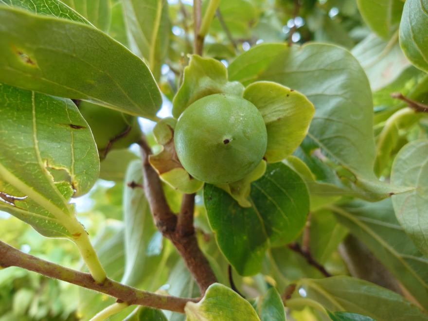 Diospyros kaki 'Cioccolatino' Kakiboom, Sharonfruit