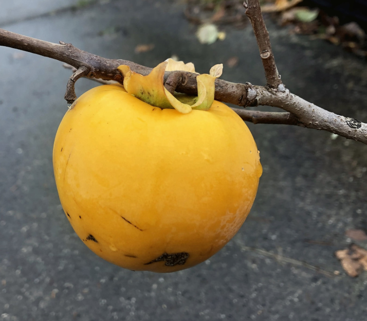 Diospyros kaki Kakiboom, Sharonfruit