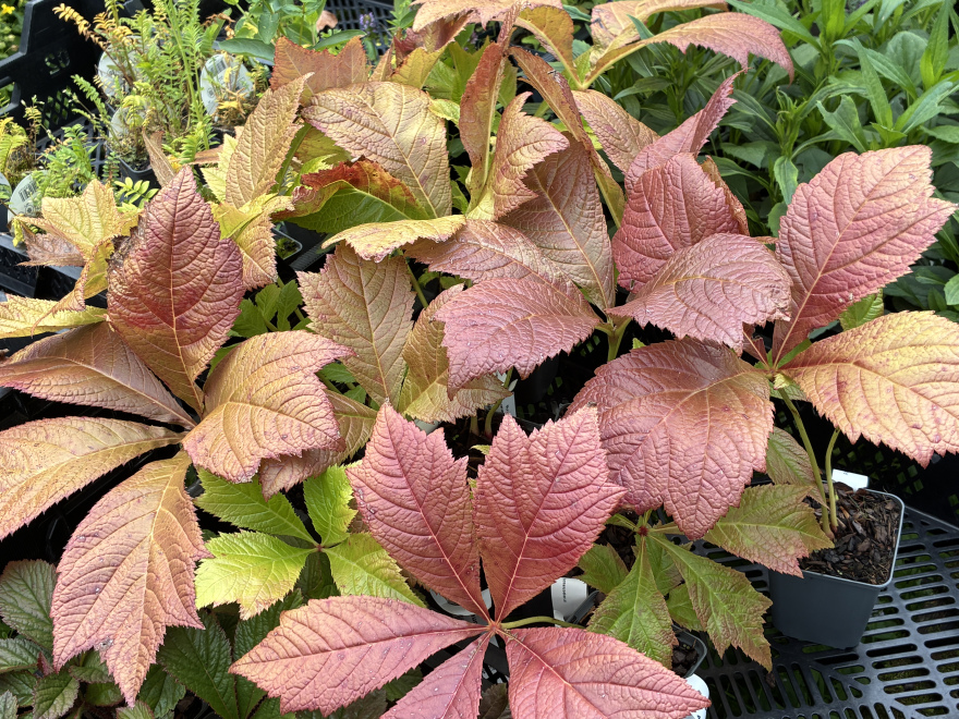 Rodgersia pinnata 'Braunlaub' 