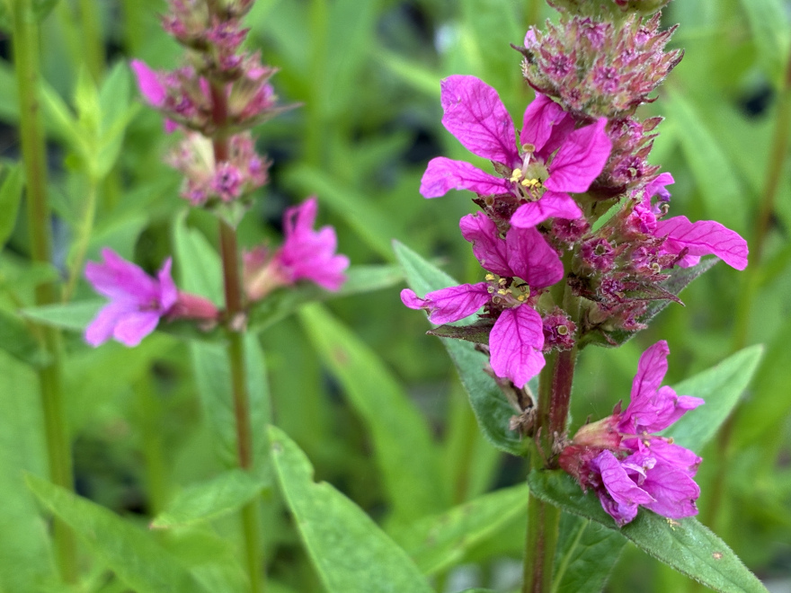Lythrum salicaria 'Robert' Kattenstaart, Kattestaart