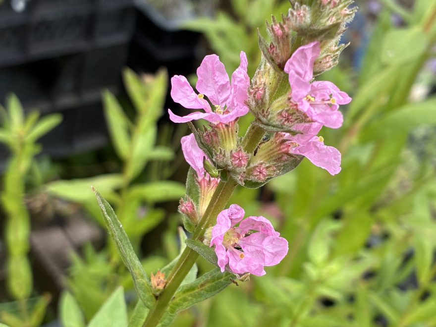 Lythrum salicaria 'Blush' Lichtroze Kattestaart