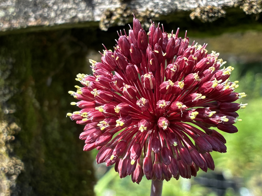 Allium 'Red Mohican' 