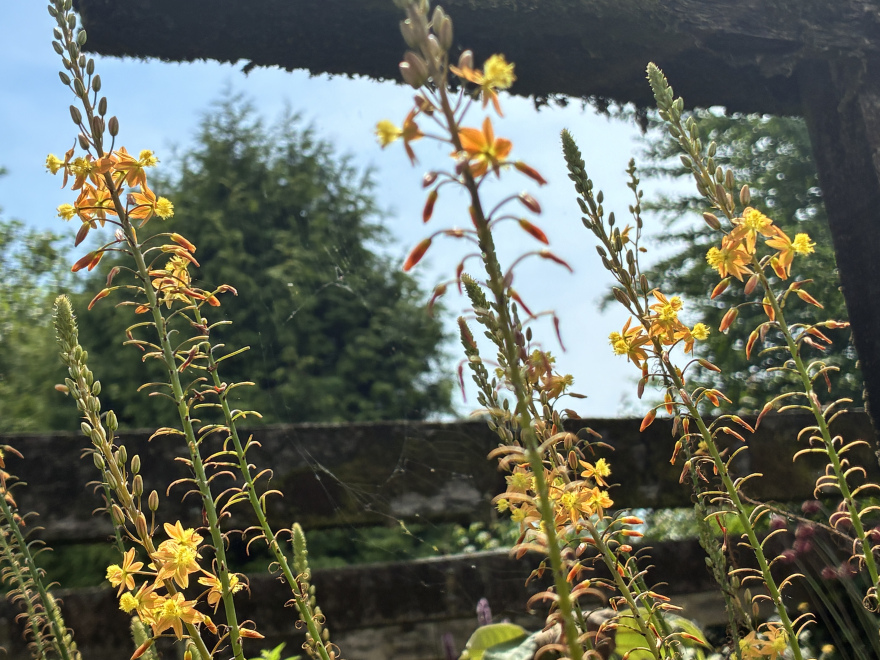 Medicus, Bulbine frutescens Gele kattenstaart