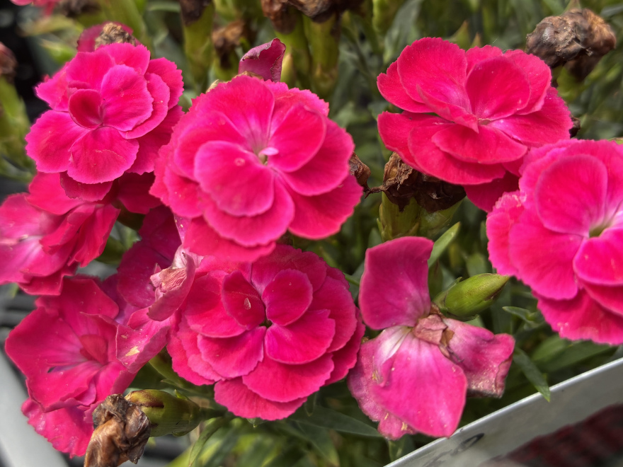 Dianthus caryophyllus 'Peman Red' Rode Anjer