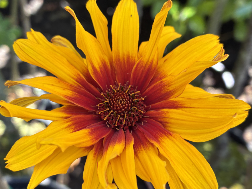 Heliopsis h. 'Burning Hearts' Zonneoog