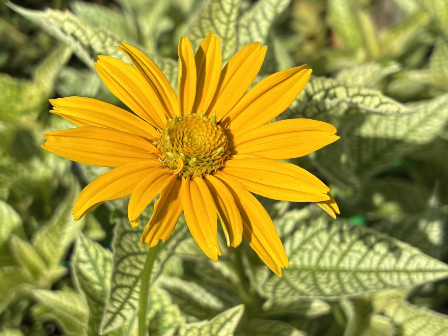 Heliopsis variegata 