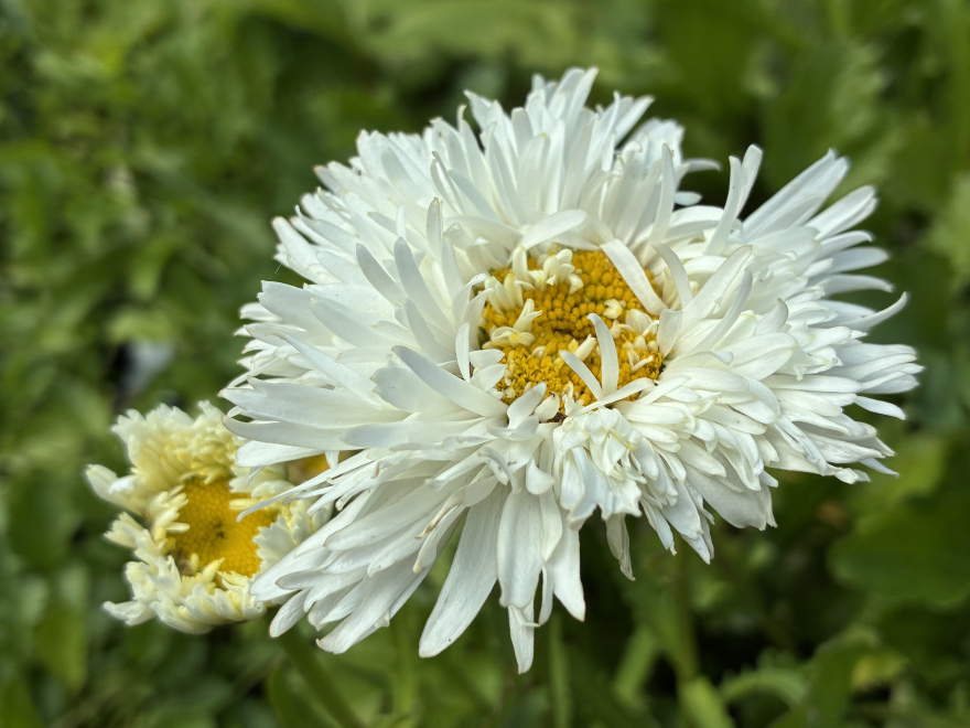 Leucanthemum maximum 'Ooh La™ Laspider' 