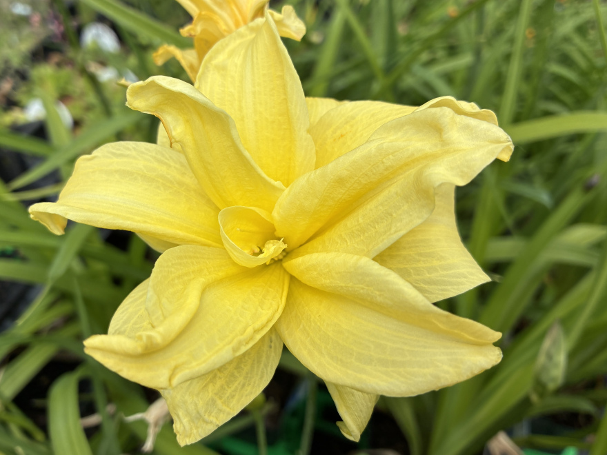 Hemerocallis 'Double River Wye' Gele Daglelie