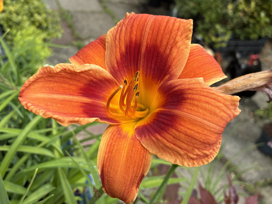 Hemerocallis 'Holiday Delight' oranje Daglelie