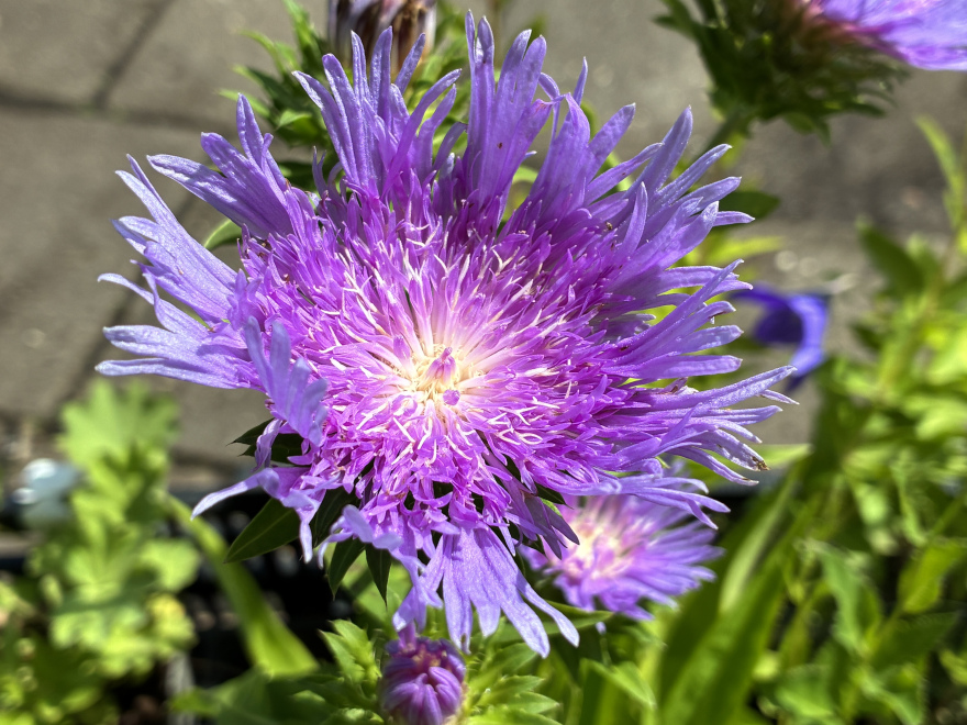 Stokesia Laevis 'Blue Star' 