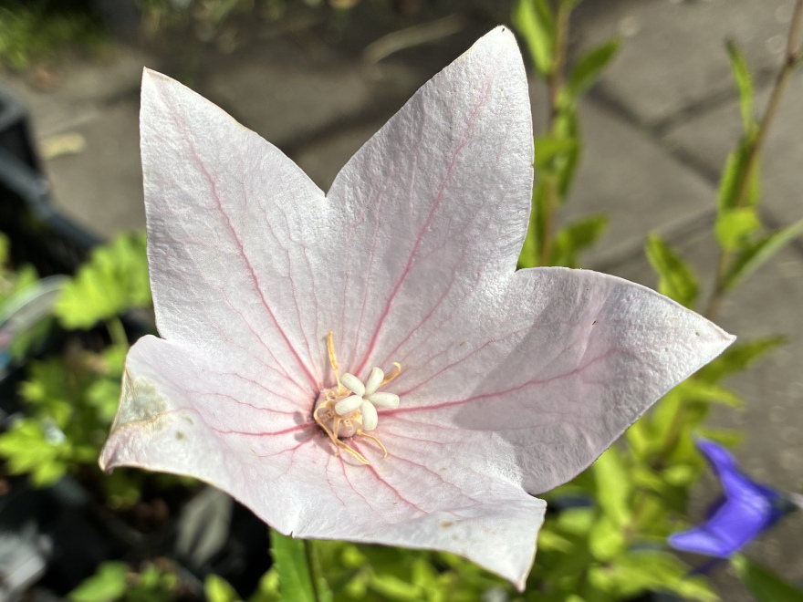 Platycodon grandiflorus 'Pink' 
