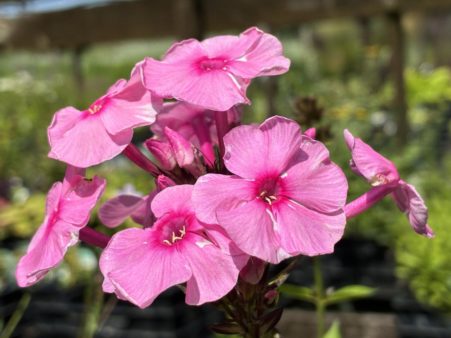 Phlox 'Herbstwalzer' Vlambloem
