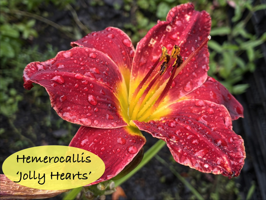 Hemerocallis 'Jolly Hearts' Rode Daglelie
