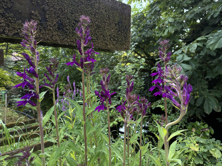 Lobelia 'Hadspen Purple' Prachtlobelia