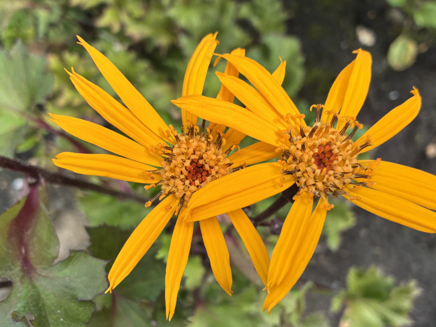 Ligularia dentata 'Little Golden Ray' Kruiskruid