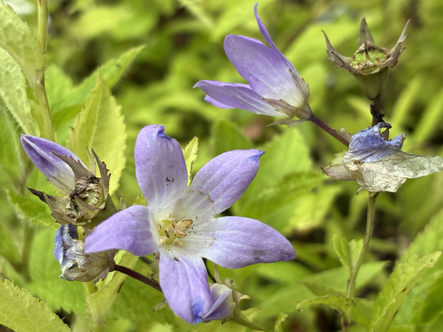 Campanula lactiflora Celtisbladklokje