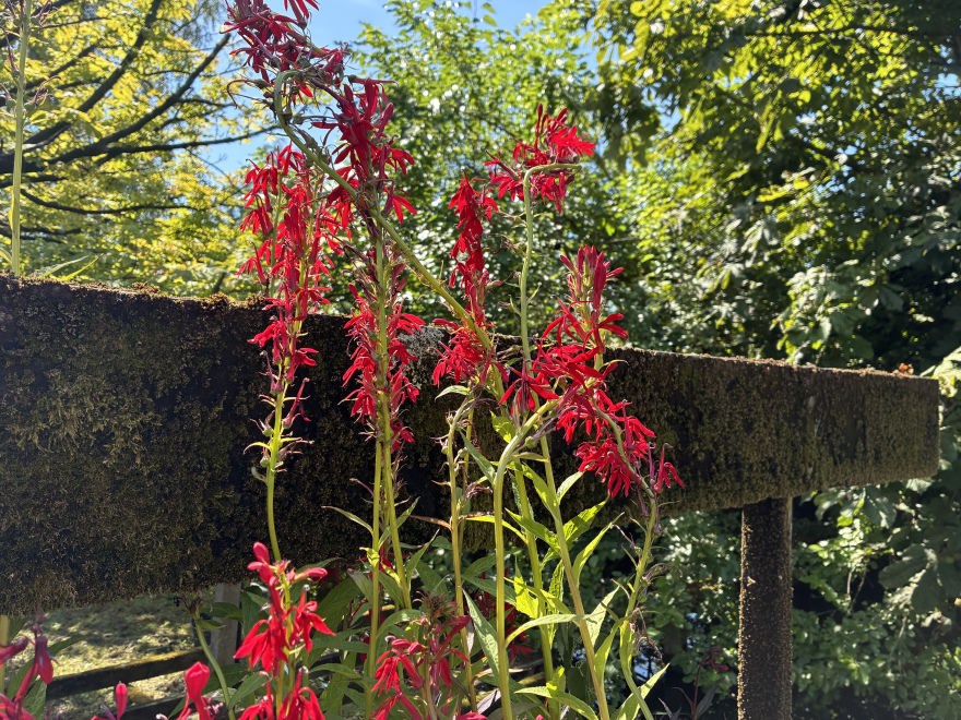 Lobelia cardinalis Waterlobelia