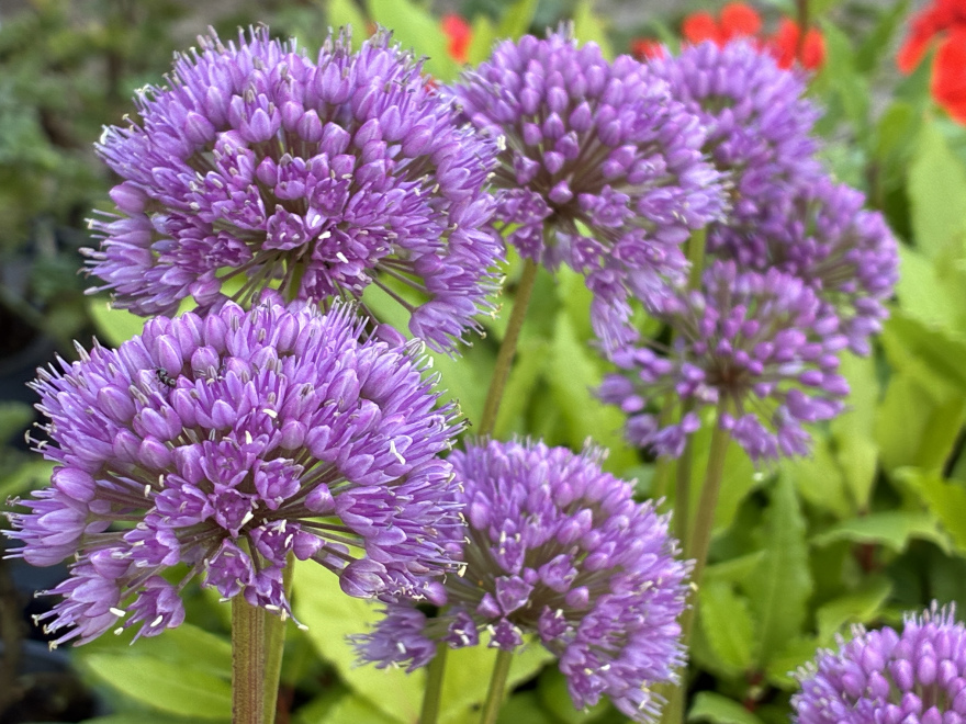 Allium 'Millenium' Paarse Sierui, Sierlook
