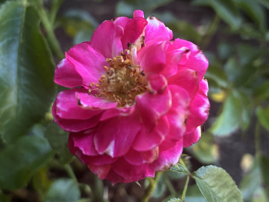 Rosa 'Noafeuer' (Heidefeuer) 