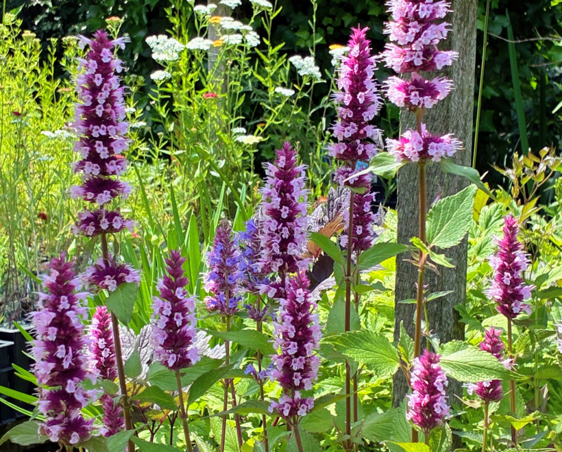 Agastache 'Beelicious Pink' 