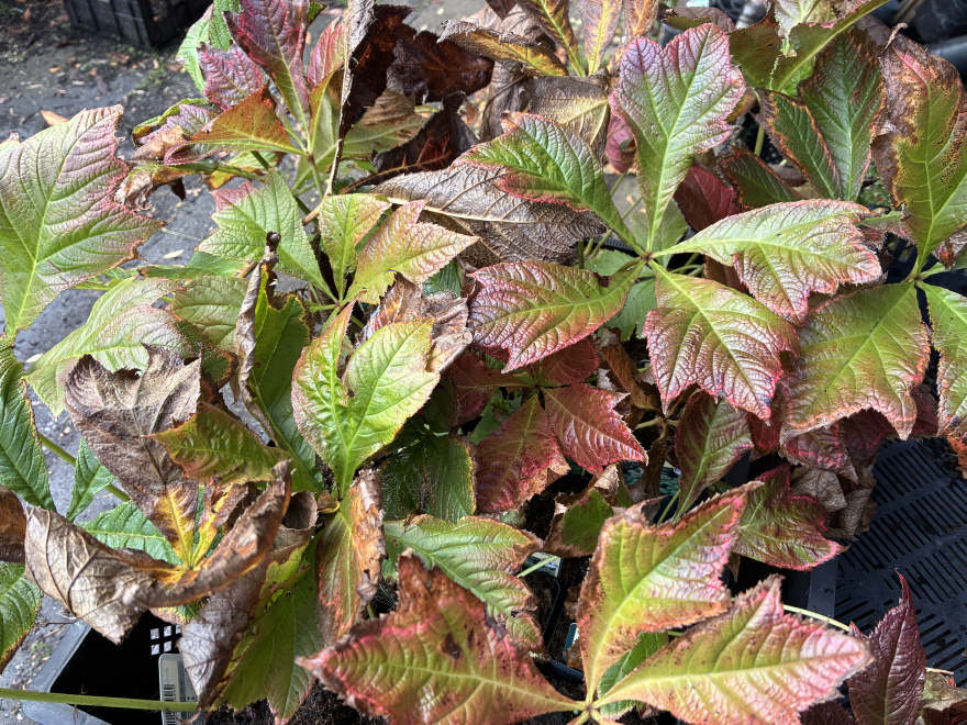 Rodgersia podophylla Rodgersia