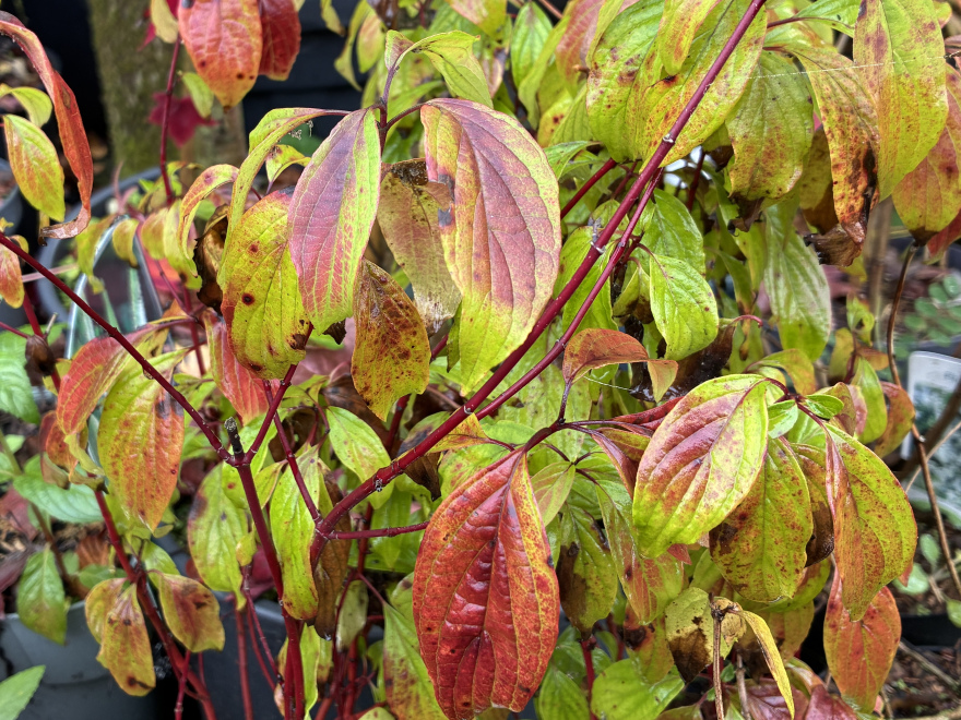 Cornus sericea 'Kelseyi' Donkerrode Kornoelje