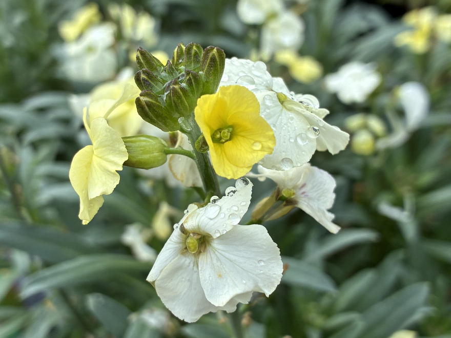 Erysimum 'Lemon Glow' Zachtgele Steenraket, Muurbloem