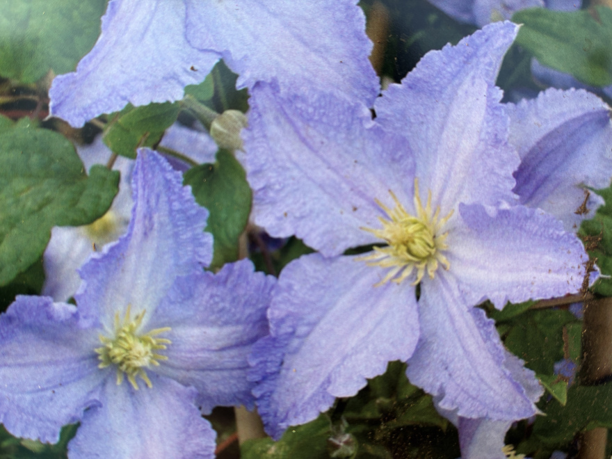 Clematis 'Blekitny Aniol' Lavendel-kleurige Bosrank