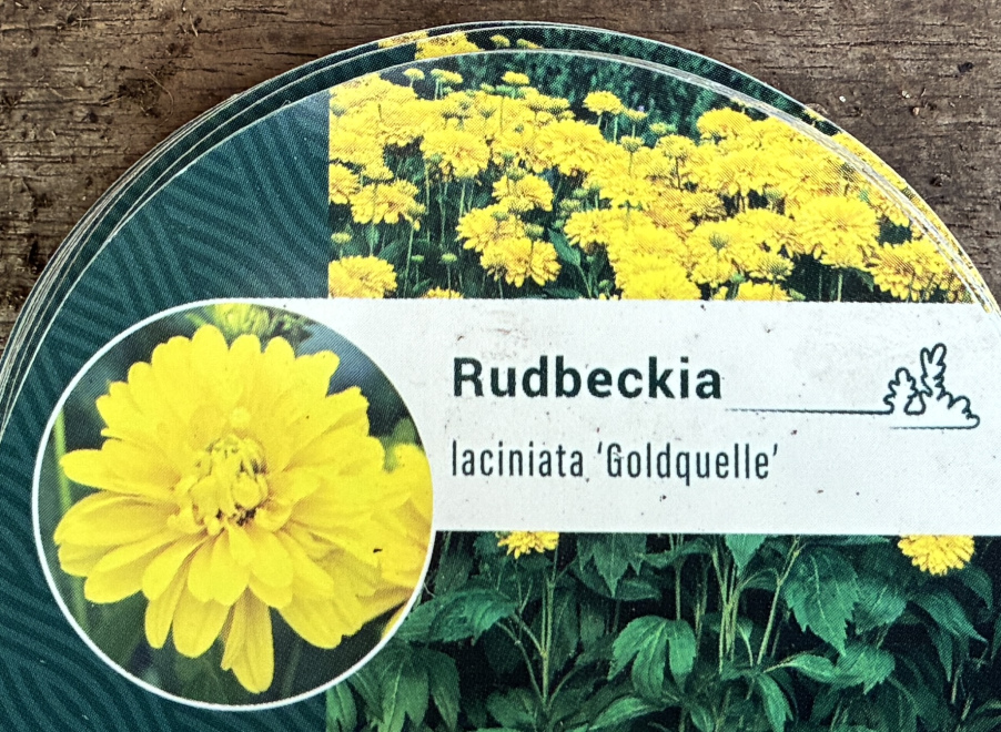Rudbeckia laciniata 'Goldquelle' Zonnehoed