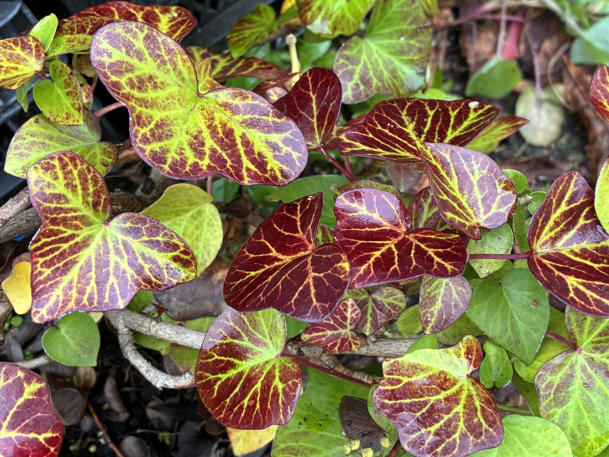 Hedera hibernica 'Arbori Compact' Struikklimop