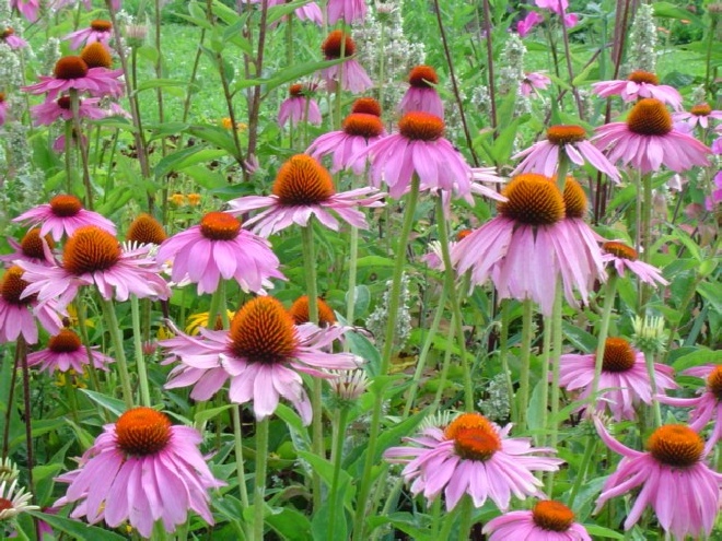 Echinacea purpurea Zonnehoed