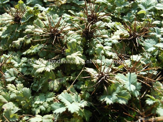 Acaena magellanica Stekelnootje